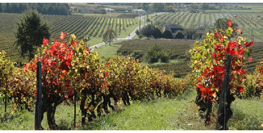 Naissance d'un vin - Domaine du Moulin